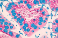 ALCIAN BLUE SOLUTION FOR MICROSCOPY